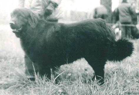 Фото: ньюфаундленд Martina Ant (Мартина Ант)