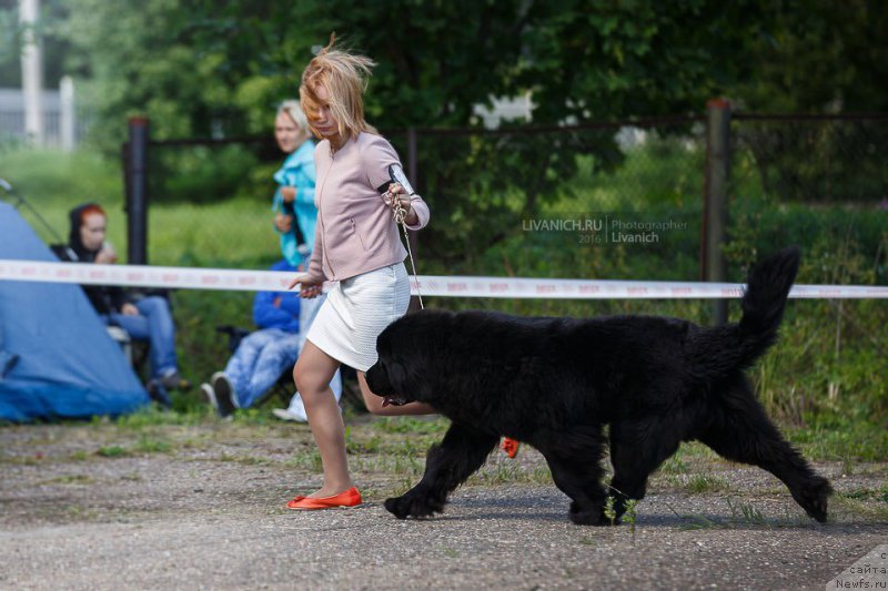 Фото: ньюфаундленд Skazochnaya Kroha Angel Moey Dushi (Сказочная Кроха Ангел Моей Души)