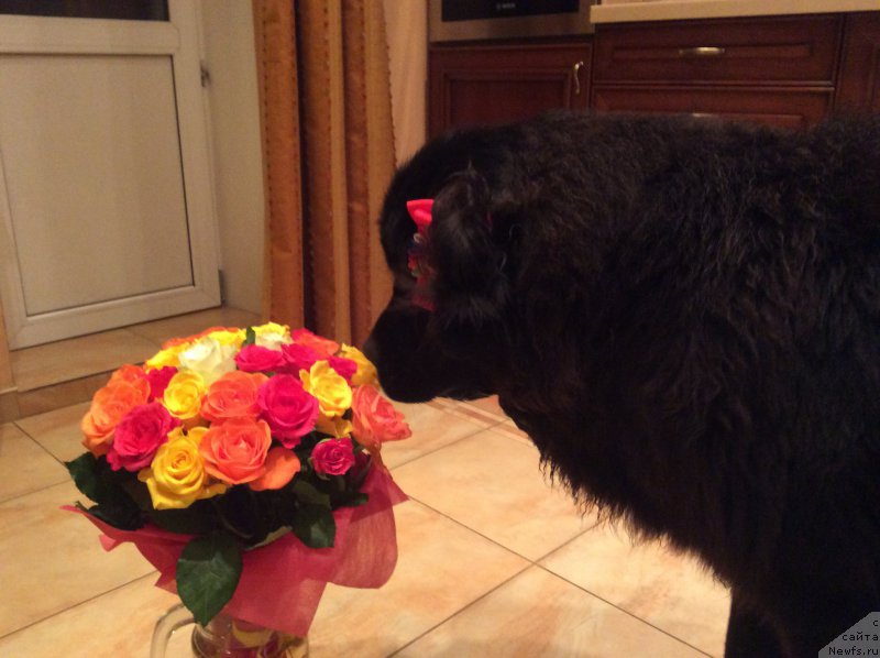 Фотография № 213902