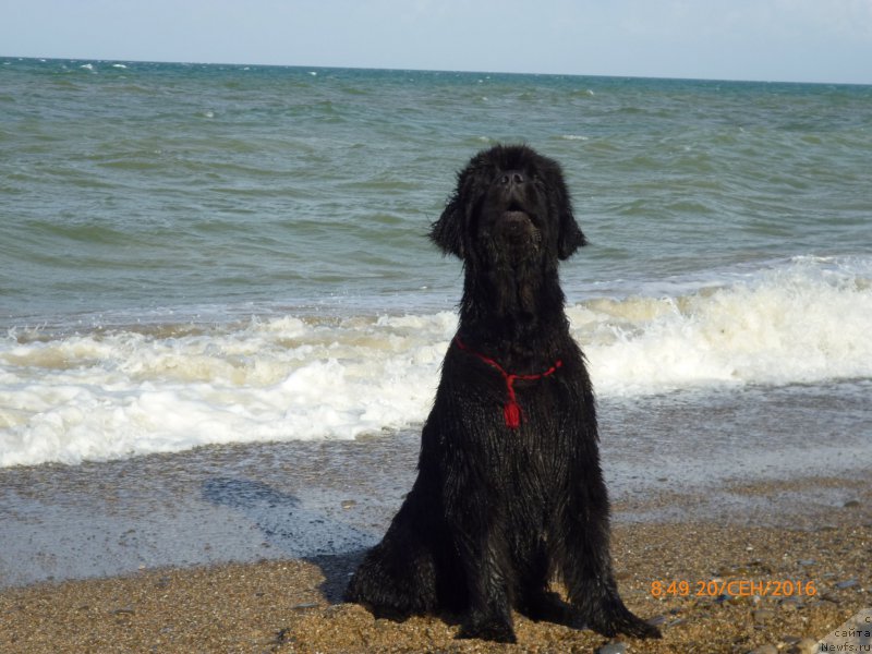 Фотография № 213904