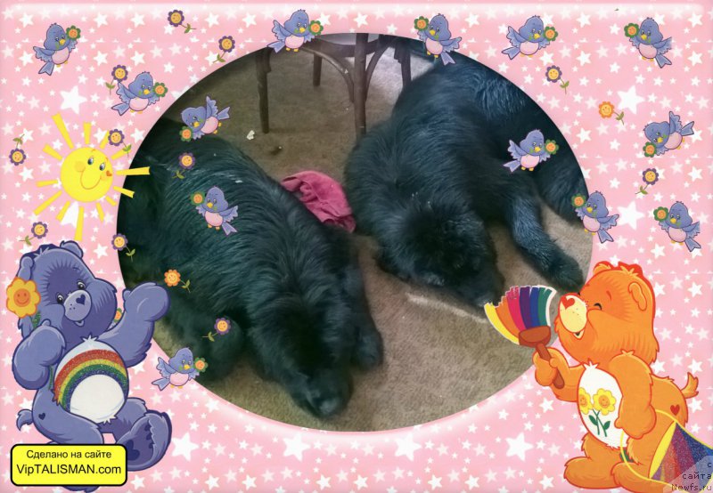 Фото: ньюфаундленд Angelo Orso Bella Donna (Анджело Орсо Белла Донна)