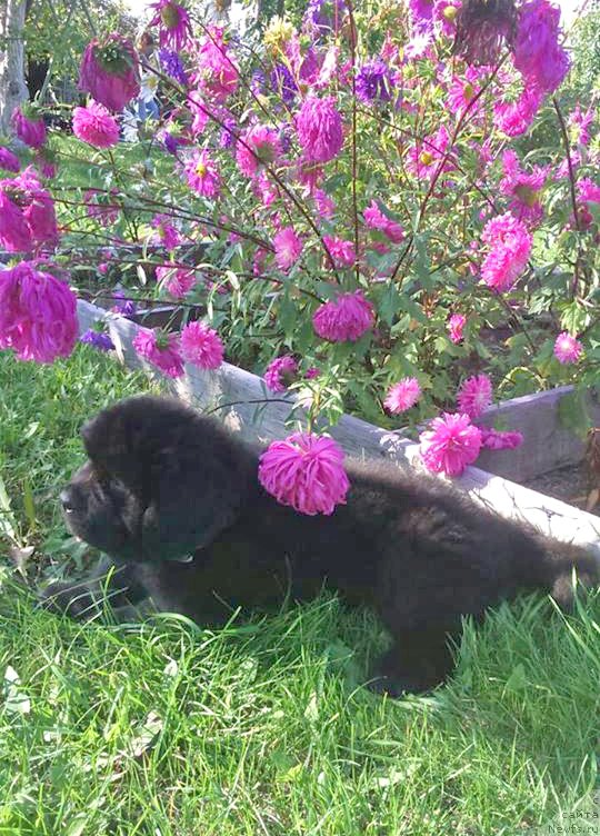 Фото: ньюфаундленд Cefey iz Plemeni Kedra (Цефей из Племени Кедра)