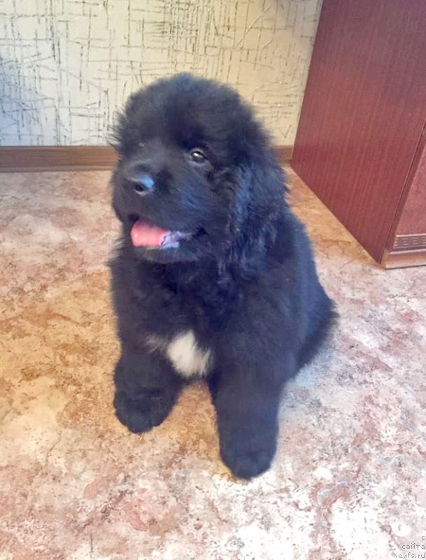 Фото: ньюфаундленд Curungal iz Plemeni Kedra (Цурунгал из Племени Кедра)