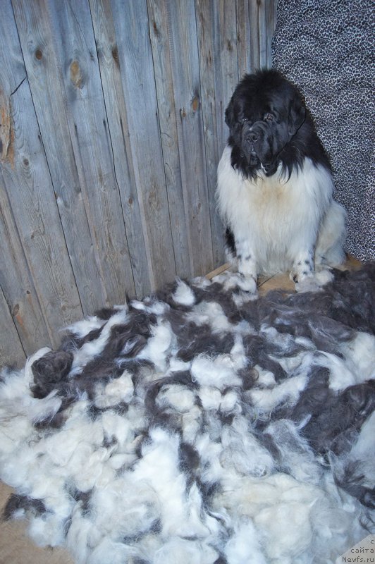 Фотография № 213931