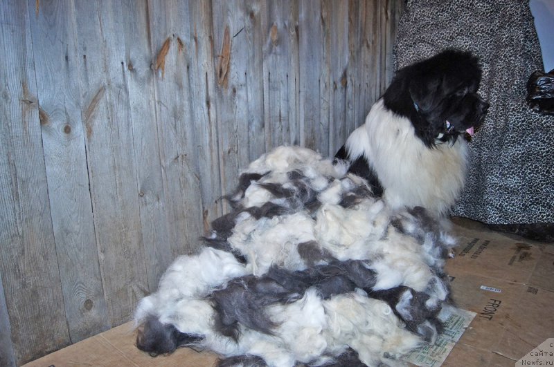 Фото: ньюфаундленд Super Bizon Cosmos (Супер Бизон Космос)