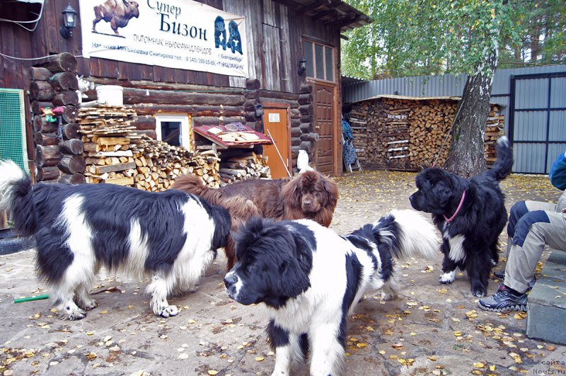 Фотография № 213934