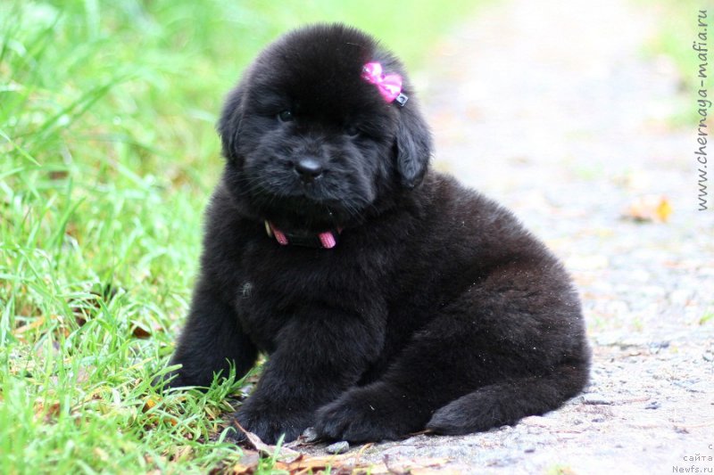 Фотография № 213936