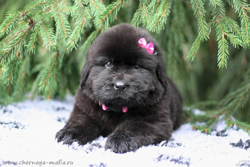 Фотография № 213937