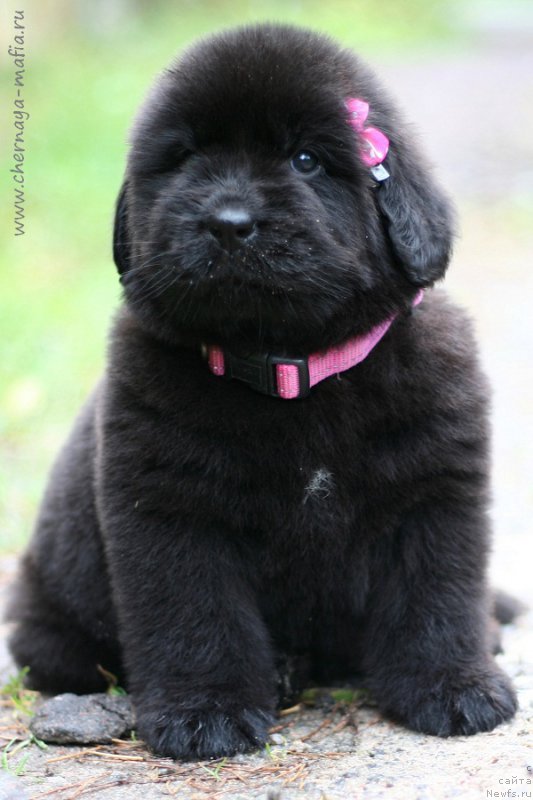 Фотография № 213938