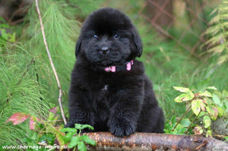 Фотография № 213939