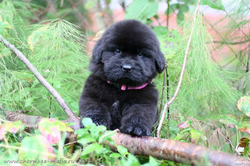 Фотография № 213942