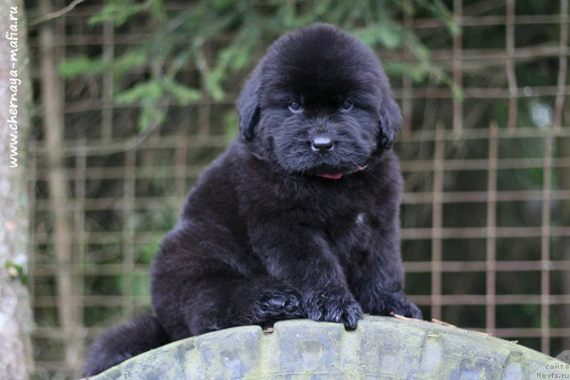 Фотография № 213944