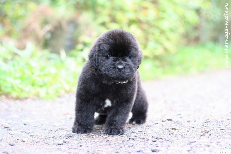 Фото: ньюфаундленд Chernaya Mafia Be Cool (Черная Мафия Бе Коол)