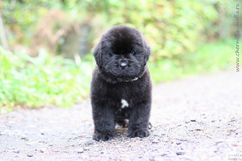 Фотография № 213949