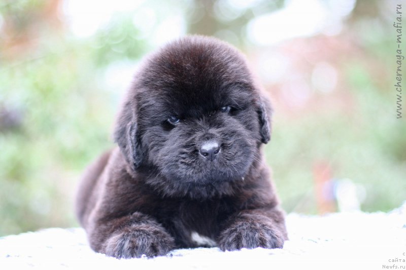 Фотография № 213952