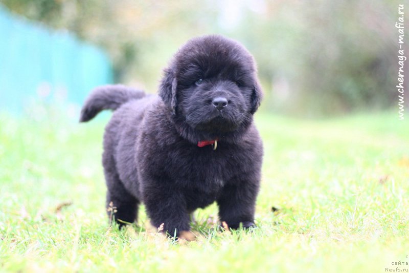 Фотография № 213956