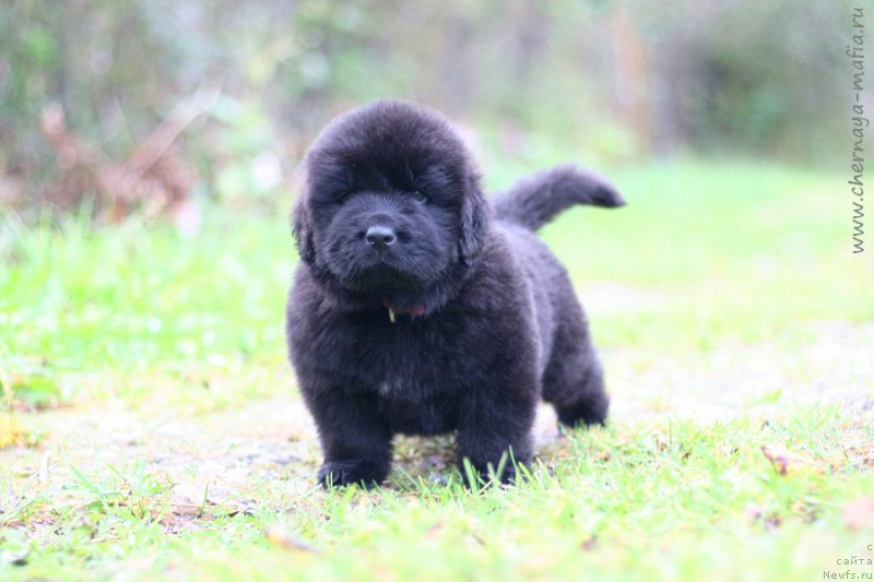 Фотография № 213957