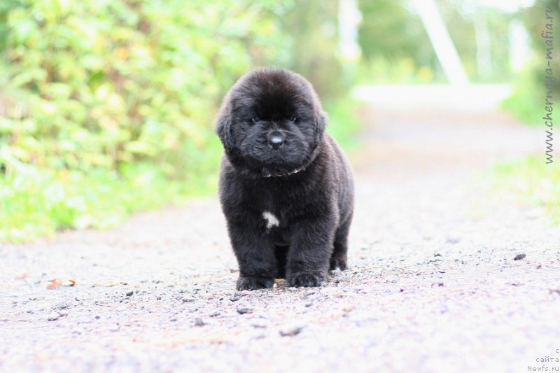 Фото: ньюфаундленд Chernaya Mafia Be Cool (Черная Мафия Бе Коол)