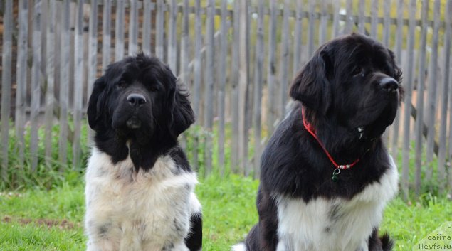 Фото: ньюфаундленд YEndjels Kiper Natali (Энджелс Кипер Натали), ньюфаундленд Angels Keeper Nibelung (Энджелс Кипер Нибелунг)