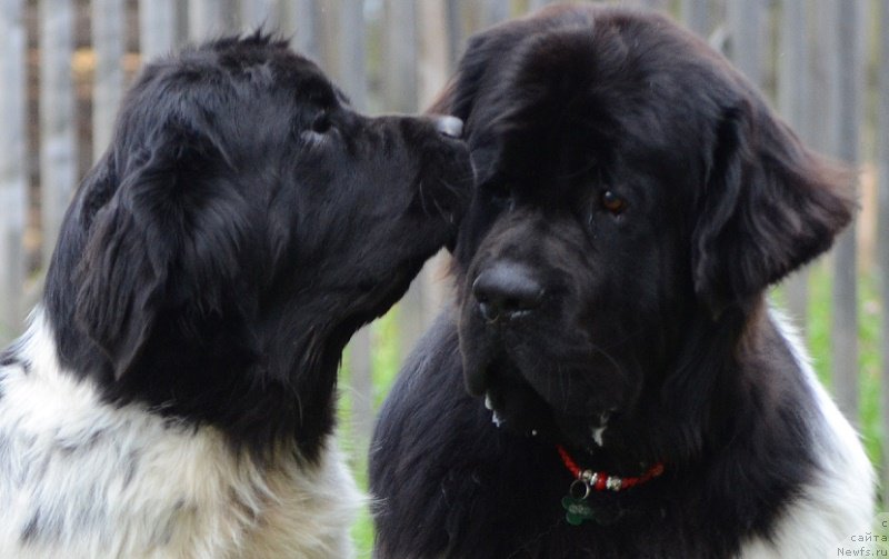 Фотография № 213962