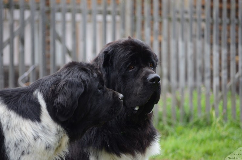 Фотография № 213963