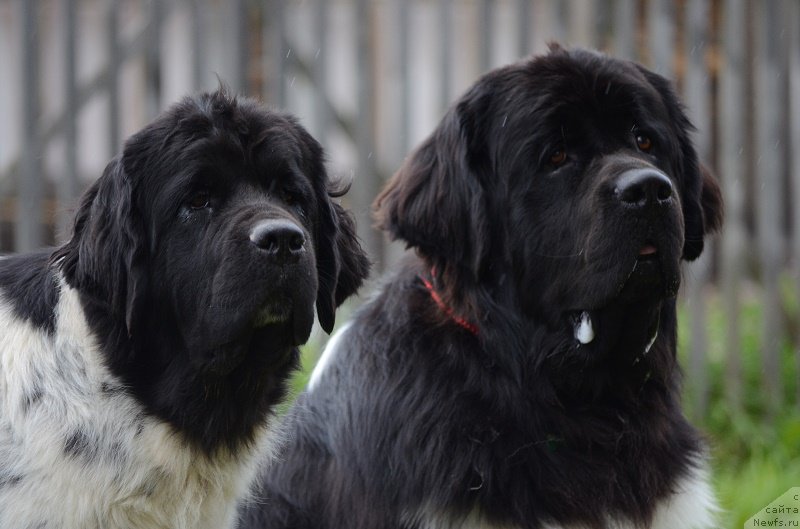 Фотография № 213964