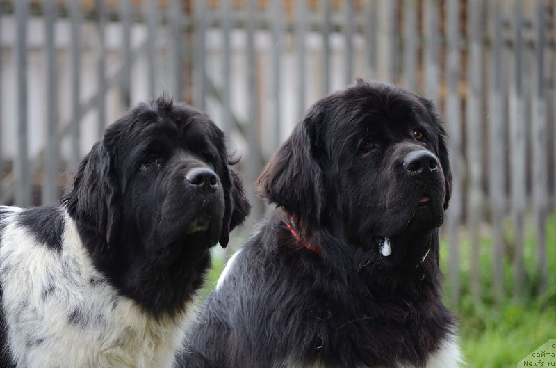 Фотография № 213965