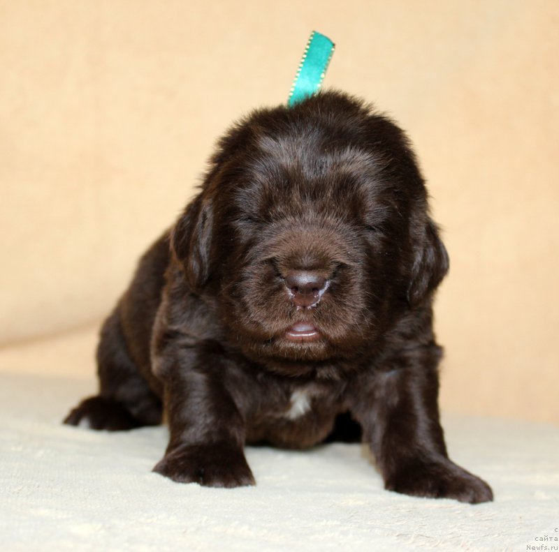 Фото: ньюфаундленд Brownblood MSK Another Love Tender Ebony (Браунблад МСК Аназер Лав Тендер Эбони)