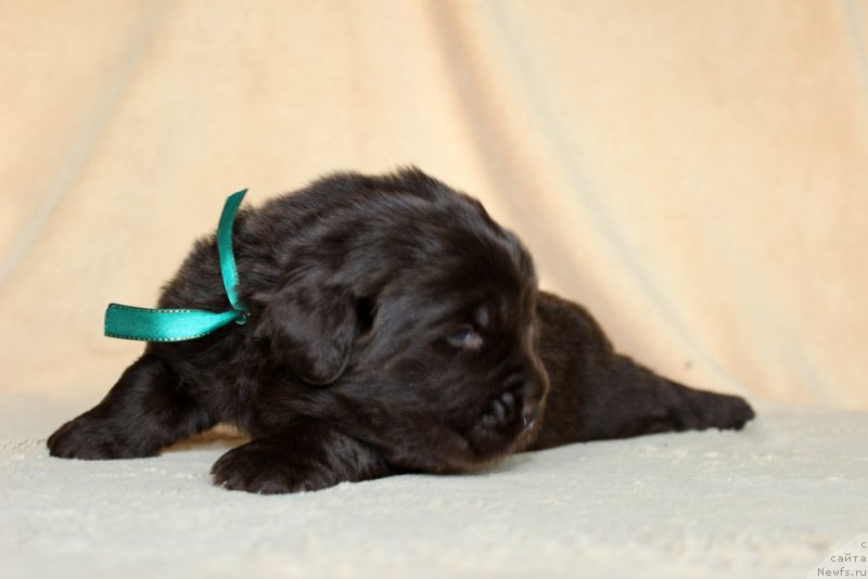 Фото: ньюфаундленд Brownblood MSK Another Love Tender Ebony (Браунблад МСК Аназер Лав Тендер Эбони)