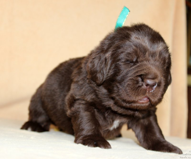 Фото: ньюфаундленд Brownblood MSK Another Love Tender Ebony (Браунблад МСК Аназер Лав Тендер Эбони)