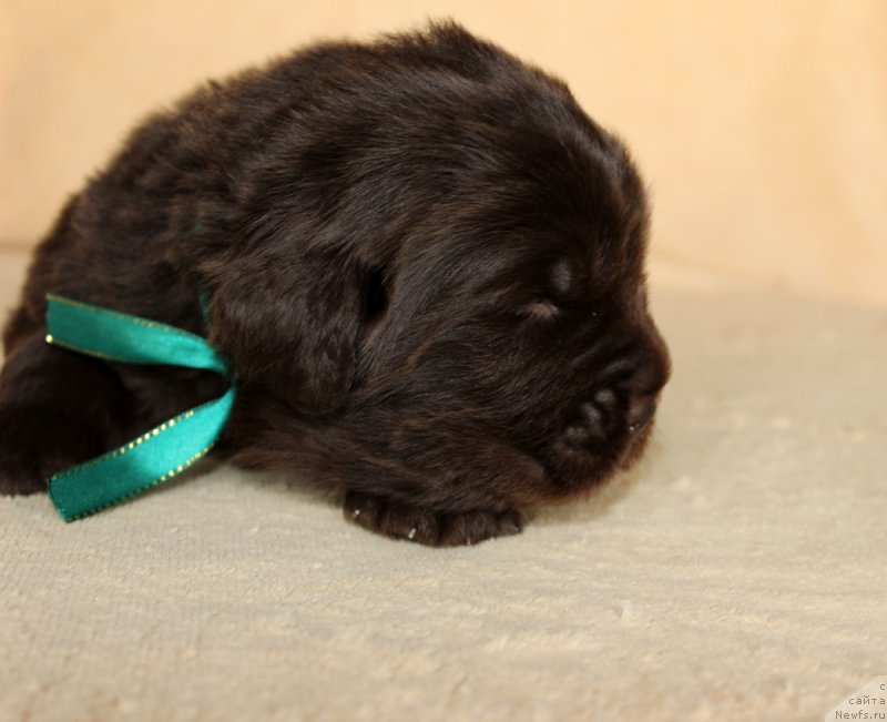 Фото: ньюфаундленд Brownblood MSK Another Love Tender Ebony (Браунблад МСК Аназер Лав Тендер Эбони)