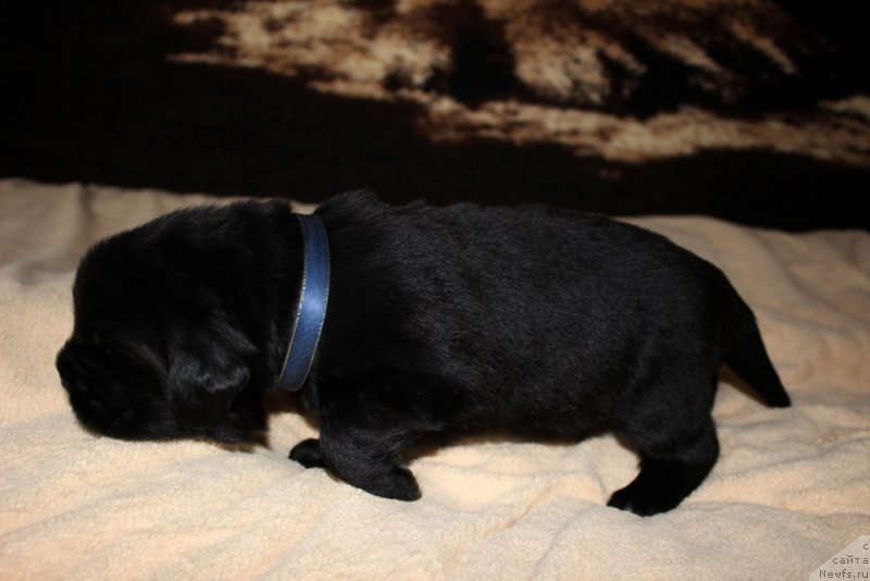 Фото: ньюфаундленд Brownblood MSK Amadey-Defender (Браунблад МСК Амадей-Дефендер)