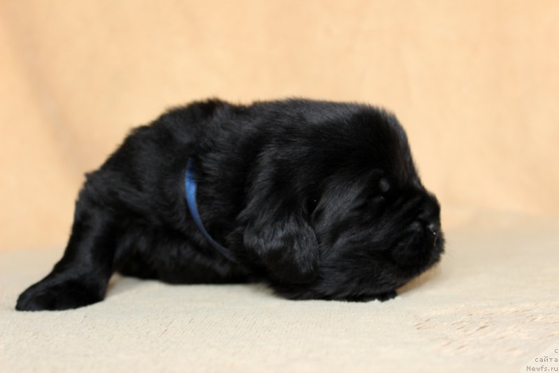 Фото: ньюфаундленд Brownblood MSK Amadey-Defender (Браунблад МСК Амадей-Дефендер)