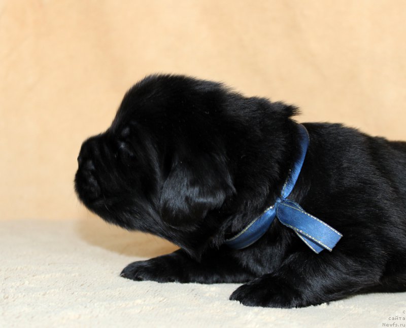 Фото: ньюфаундленд Brownblood MSK Amadey-Defender (Браунблад МСК Амадей-Дефендер)