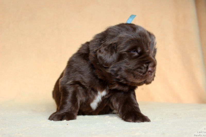 Фотография № 213977