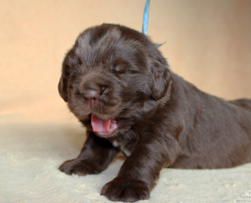 Фотография № 213979