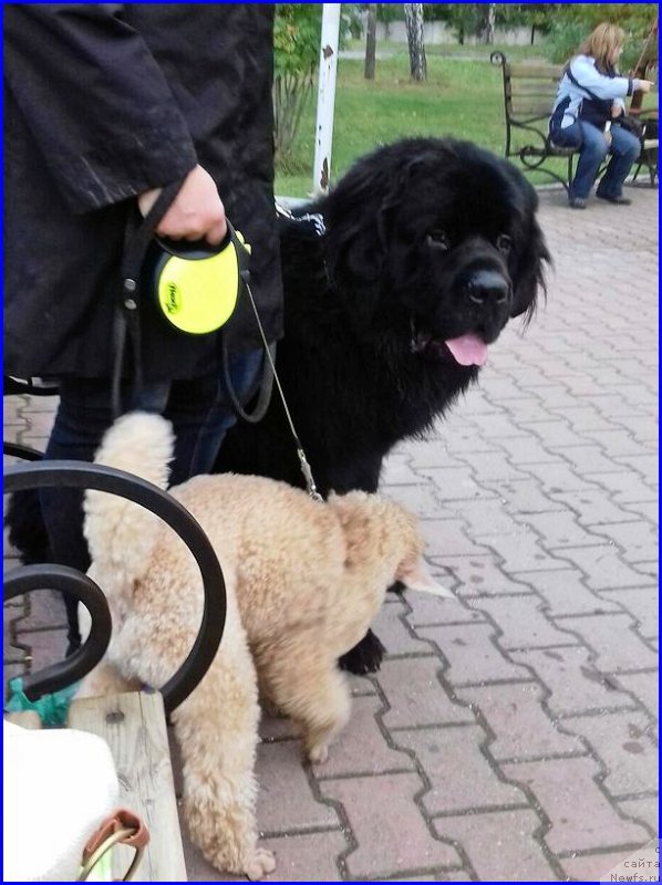 Фото: ньюфаундленд Akvian Song Over ze YUnivers (Аквиан Сонг Овер зе Юниверс)