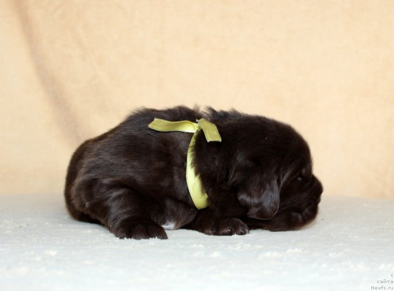 Фото: ньюфаундленд Brownblood MSK Alfa-Romeo Gold Baddy (Браунблад МСК Альфа-Ромео Голд Бадди)