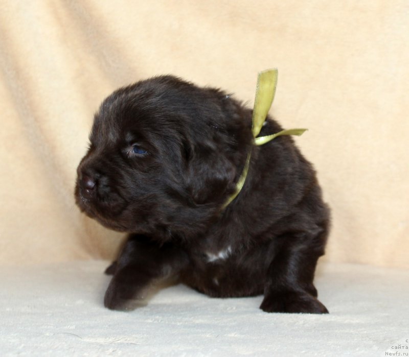 Фото: ньюфаундленд Brownblood MSK Alfa-Romeo Gold Baddy (Браунблад МСК Альфа-Ромео Голд Бадди)