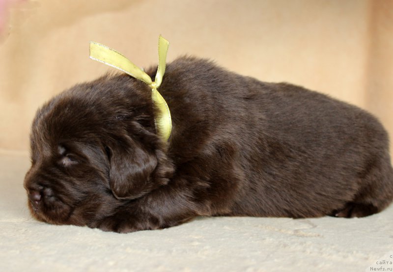 Фото: ньюфаундленд Brownblood MSK Alfa-Romeo Gold Baddy (Браунблад МСК Альфа-Ромео Голд Бадди)