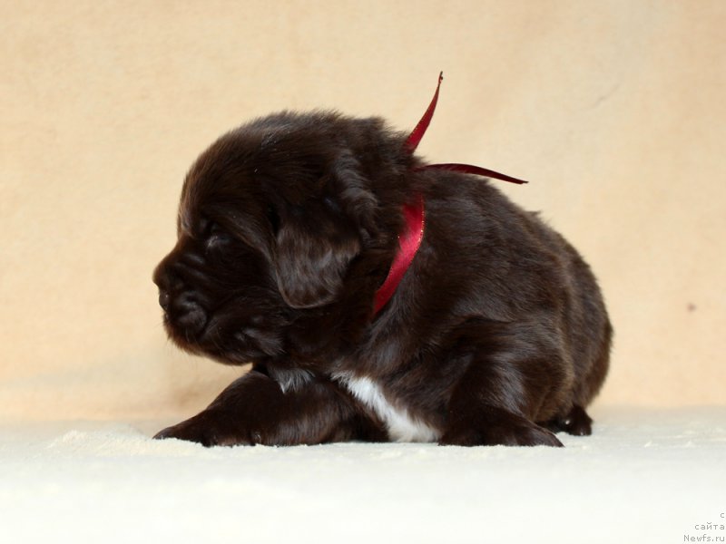 Фото: ньюфаундленд Brownblood MSK Audi Red Less (Браунблад МСК Ауди Рэд Лэсс)