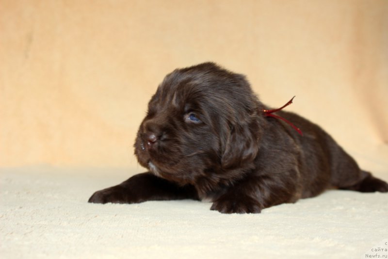 Фотография № 213994