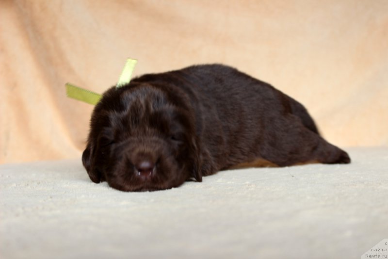 Фото: ньюфаундленд Brownblood MSK Armata Loyar Aid (Браунблад МСК Армата Лойар Аид)