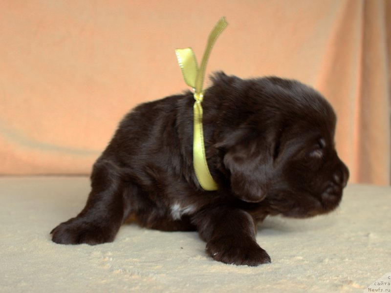 Фото: ньюфаундленд Brownblood MSK Armata Loyar Aid (Браунблад МСК Армата Лойар Аид)