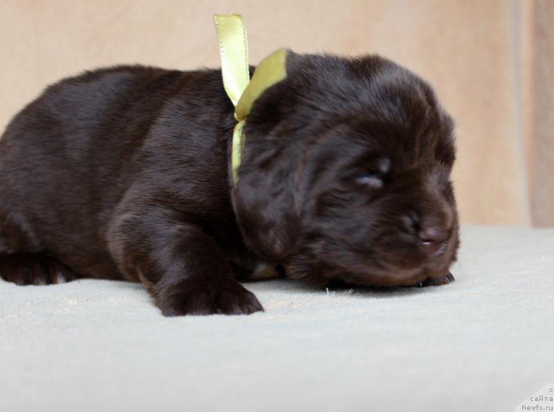 Фото: ньюфаундленд Brownblood MSK Armata Loyar Aid (Браунблад МСК Армата Лойар Аид)