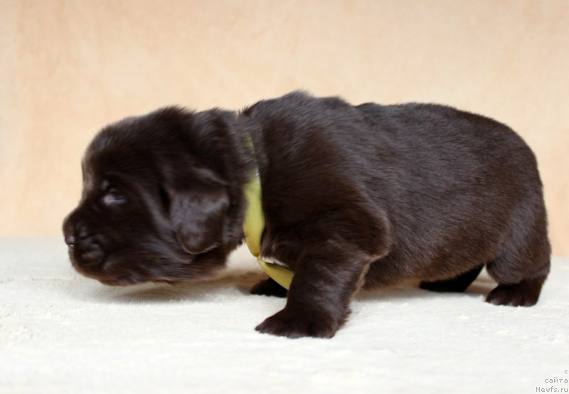 Фото: ньюфаундленд Brownblood MSK Armata Loyar Aid (Браунблад МСК Армата Лойар Аид)