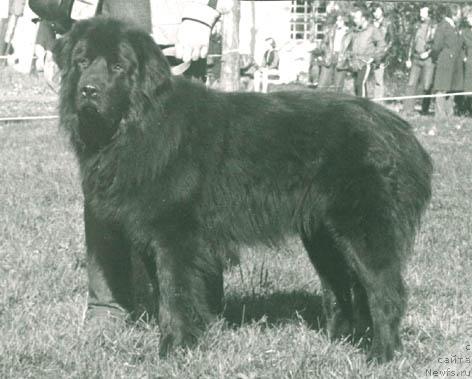 Фото: ньюфаундленд Markiz Ant (Маркиз Ант)