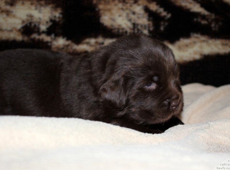 Фото: ньюфаундленд Brownblood MSK Avanti Darling Kid (Браунблад МСК Аванти Дарлинг Кид)