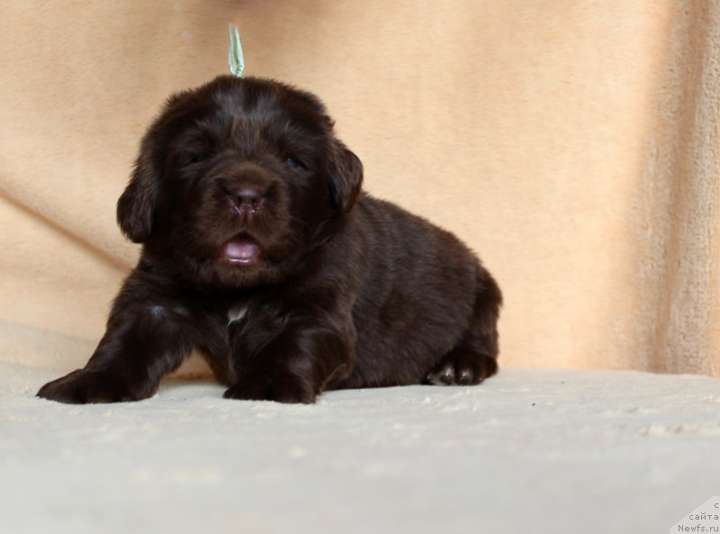 Фотография № 214002