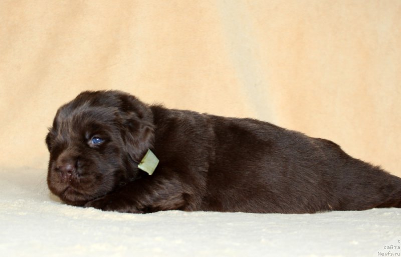 Фотография № 214003